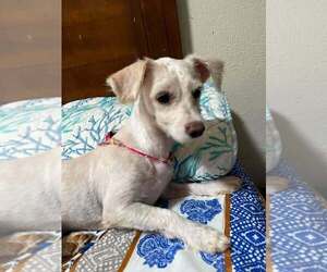 Shih Tzu-Unknown Mix Dogs for adoption in San Diego, CA, USA