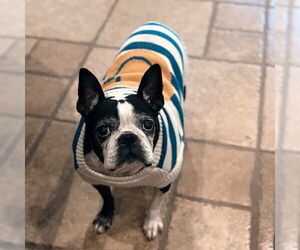 Boston Terrier Dogs for adoption in Huntington Beach, CA, USA