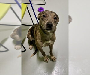Catahoula Leopard Dog Dogs for adoption in Temple, TX, USA
