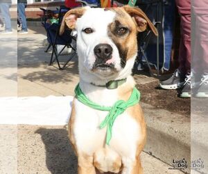 Mutt Dogs for adoption in Washington, DC, USA