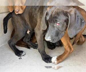 Mutt Dogs for adoption in Oklahoma City, OK, USA