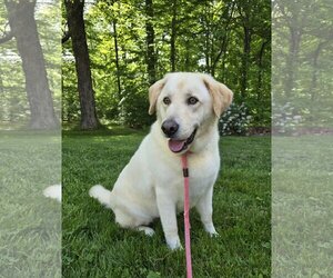 Labrador Retriever-Unknown Mix Dogs for adoption in Columbus, IN, USA