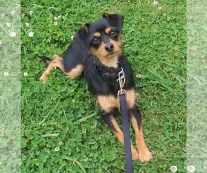 Miniature Pinscher Dogs for adoption in Winder, GA, USA