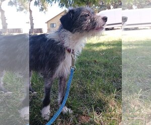 Australian Shepherd Dogs for adoption in Chico, CA, USA