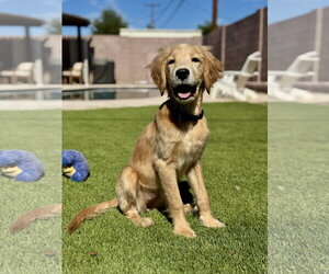 Golden Retriever Dogs for adoption in Glendale , AZ, USA