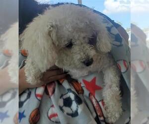 Poodle (Toy) Dogs for adoption in Houston, TX, USA