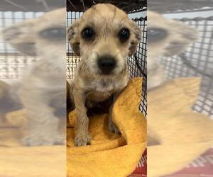 Mutt Dogs for adoption in San Antonio, TX, USA