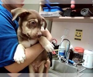 American Pit Bull Terrier-Unknown Mix Dogs for adoption in Martinez, CA, USA