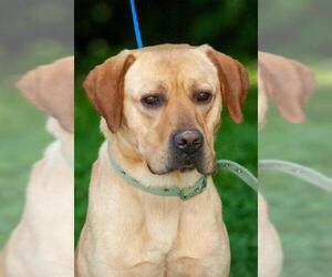 Labrador Retriever Dogs for adoption in Johnson City, TN, USA