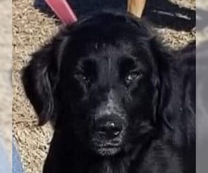 Medium Photo #1 Labrador Retriever-Unknown Mix Puppy For Sale in Fredericksburg, VA, USA