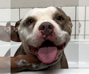 American Pit Bull Terrier Dogs for adoption in Augusta, GA, USA