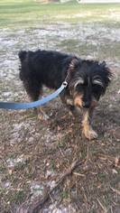 Mutt Dogs for adoption in Panama City, FL, USA