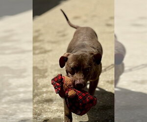 American Pit Bull Terrier-Unknown Mix Dogs for adoption in Aurora, IL, USA