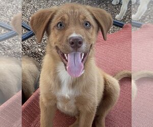 Australian Retriever Dogs for adoption in Bolivar, MO, USA