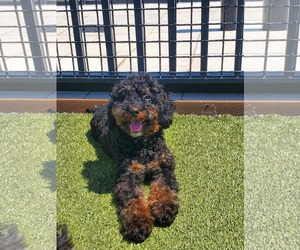 Miniature Bernedoodle Dogs for adoption in Valrico, FL, USA