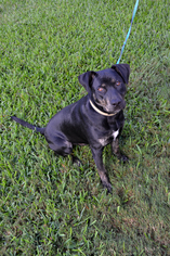 Medium Photo #1 Labrottie Puppy For Sale in Houston, TX, USA