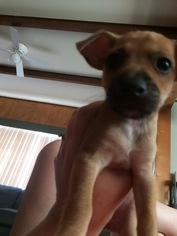 Chiweenie Dogs for adoption in Custer, WA, USA