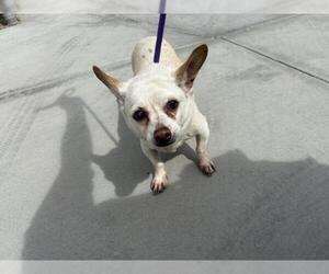Chihuahua Dogs for adoption in Corona, CA, USA