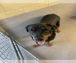 Rottweiler Dogs for adoption in Georgetown, TX, USA