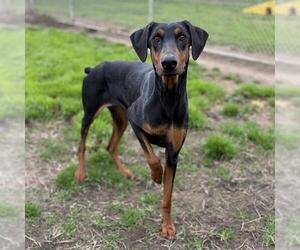 Doberman Pinscher Dogs for adoption in Modesto, CA, USA