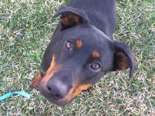 Doberman Pinscher Dogs for adoption in San Clemente, CA, USA