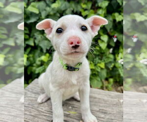 Mutt Dogs for adoption in Marina Del Rey, CA, USA