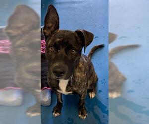 Plott Hound Dogs for adoption in Pearland, TX, USA
