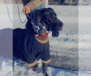 Great Dane Dogs for adoption in San Antonio, TX, USA