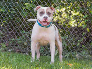 Staffordshire Bull Terrier Dogs for adoption in Belleville, IL, USA