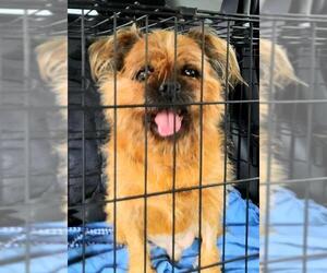 Brussels Griffon Dogs for adoption in Hewitt, NJ, USA