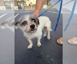 Mutt Dogs for adoption in Ball Ground, GA, USA