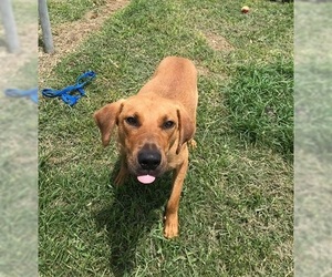 Black Mouth Cur-Labrador Retriever Mix Dogs for adoption in Beaumont, TX, USA