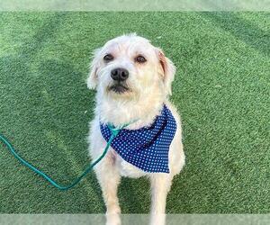 Cairn Terrier-Unknown Mix Dogs for adoption in Orange, CA, USA