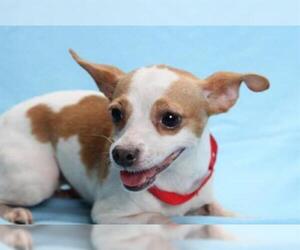 Chihuahua Dogs for adoption in Burbank, CA, USA