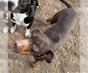 - Mix Dogs for adoption in Frisco, CO, USA