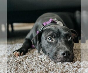 Mutt Dogs for adoption in Phenix City, AL, USA
