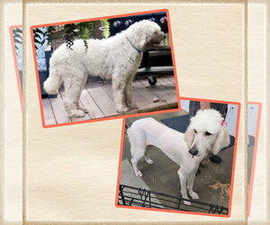 Pyredoodle Dogs for adoption in Alexander, AR, USA