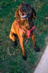 Plott Hound Dogs for adoption in San Tan Valley, AZ, USA
