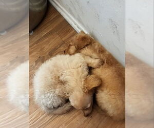 Poochon Dogs for adoption in San Diego, CA, USA