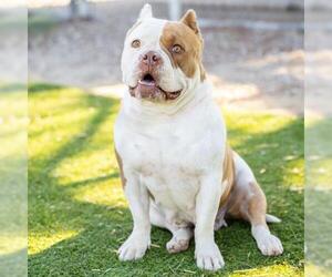 American Staffordshire Terrier-Bulldog Mix Dogs for adoption in Camarillo, CA, USA