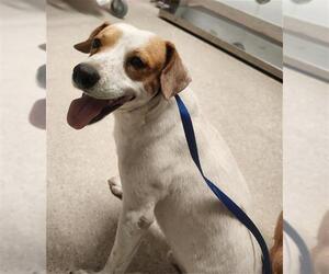 Parson Russell Terrier-Unknown Mix Dogs for adoption in Bakersfield, CA, USA