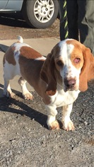 Basset Hound Dogs for adoption in Rustburg, VA, USA