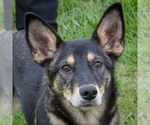 Australian Kelpie-German Shepherd Dog Mix Dogs for adoption in Huntley, IL, USA