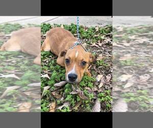 Mutt Dogs for adoption in Lindale , TX, USA