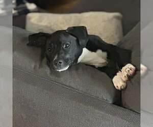 American Pit Bull Terrier-Unknown Mix Dogs for adoption in Oakhurst, NJ, USA