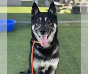 German Shepherd Dog-Siberian Husky Mix Dogs for adoption in Camarillo, CA, USA