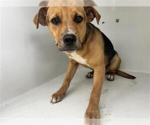 Beagle-Unknown Mix Dogs for adoption in Houston, TX, USA