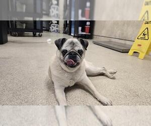 Pug Dogs for adoption in Riverside, CA, USA