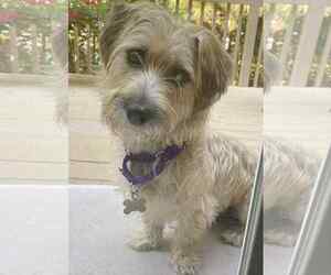 Silky Terrier-Unknown Mix Dogs for adoption in Holly Springs, NC, USA