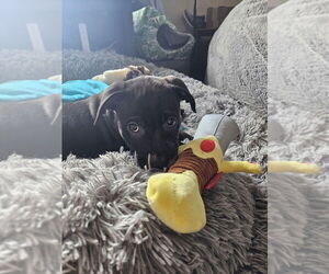 Mutt Dogs for adoption in Springdale, PA, USA